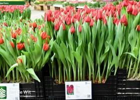 Tulipa Fiero (1)